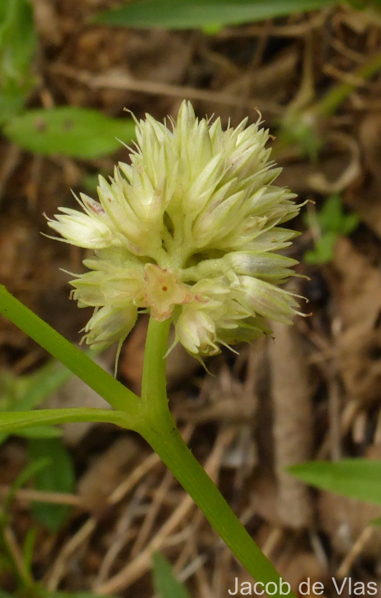 Allmania nodiflora (L.) R.Br. ex Wight